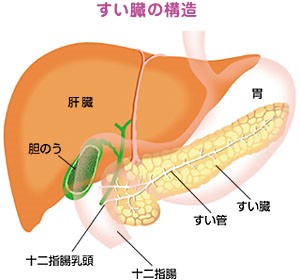 内臓.jpg