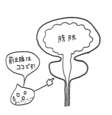 前立腺.png